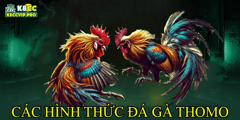 Các hình thức đá gà Thomo phổ biến