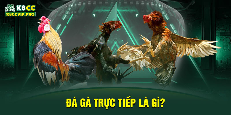 Đá gà trực tiếp là gì