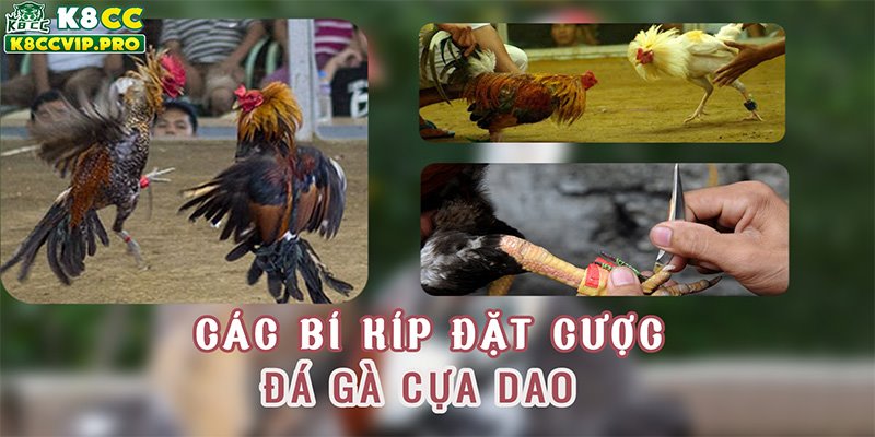 Các bí kíp đặt cược đá gà cựa dao