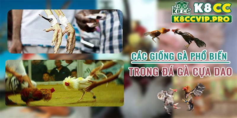 Các giống gà phổ biến trong đá gà cựa dao