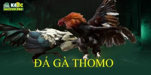 Đá gà Thomo