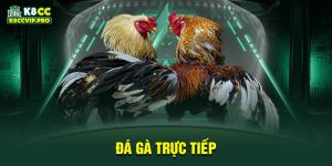 Đá gà trực tiếp